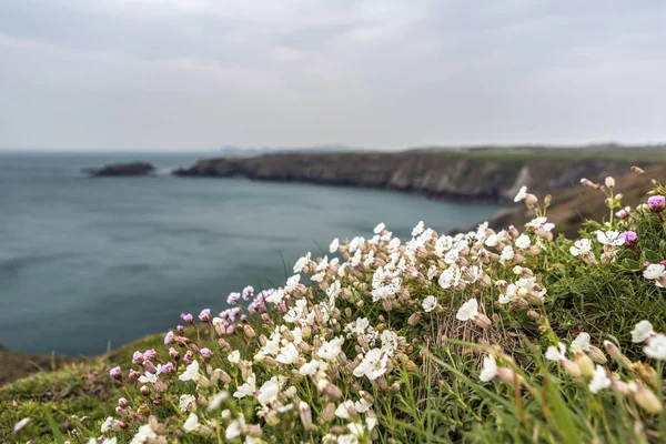 Wunderschöne Landschaft Mit Blumen Und Meer — Stockfoto