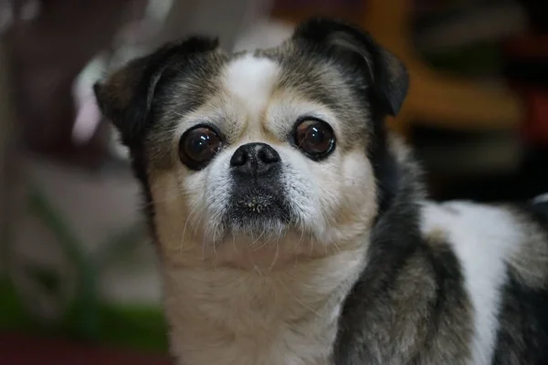 domestic cute dog at home