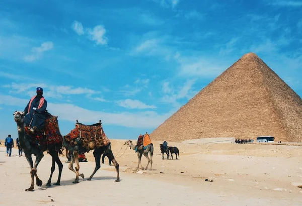 Wielbłądy Pustyni Egiptu — Zdjęcie stockowe