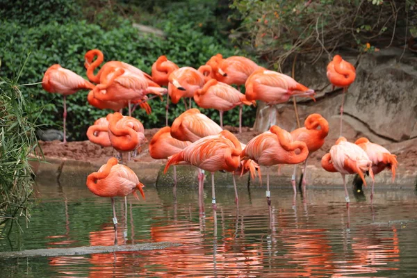 Flamingo Rosa Pássaros Flora Natureza — Fotografia de Stock