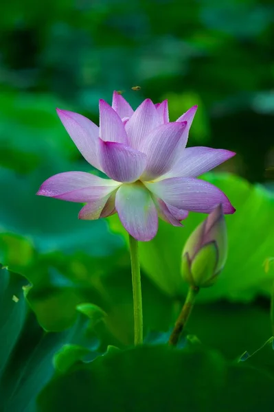 Flor Lótus Pétalas Flores Lírio Água — Fotografia de Stock