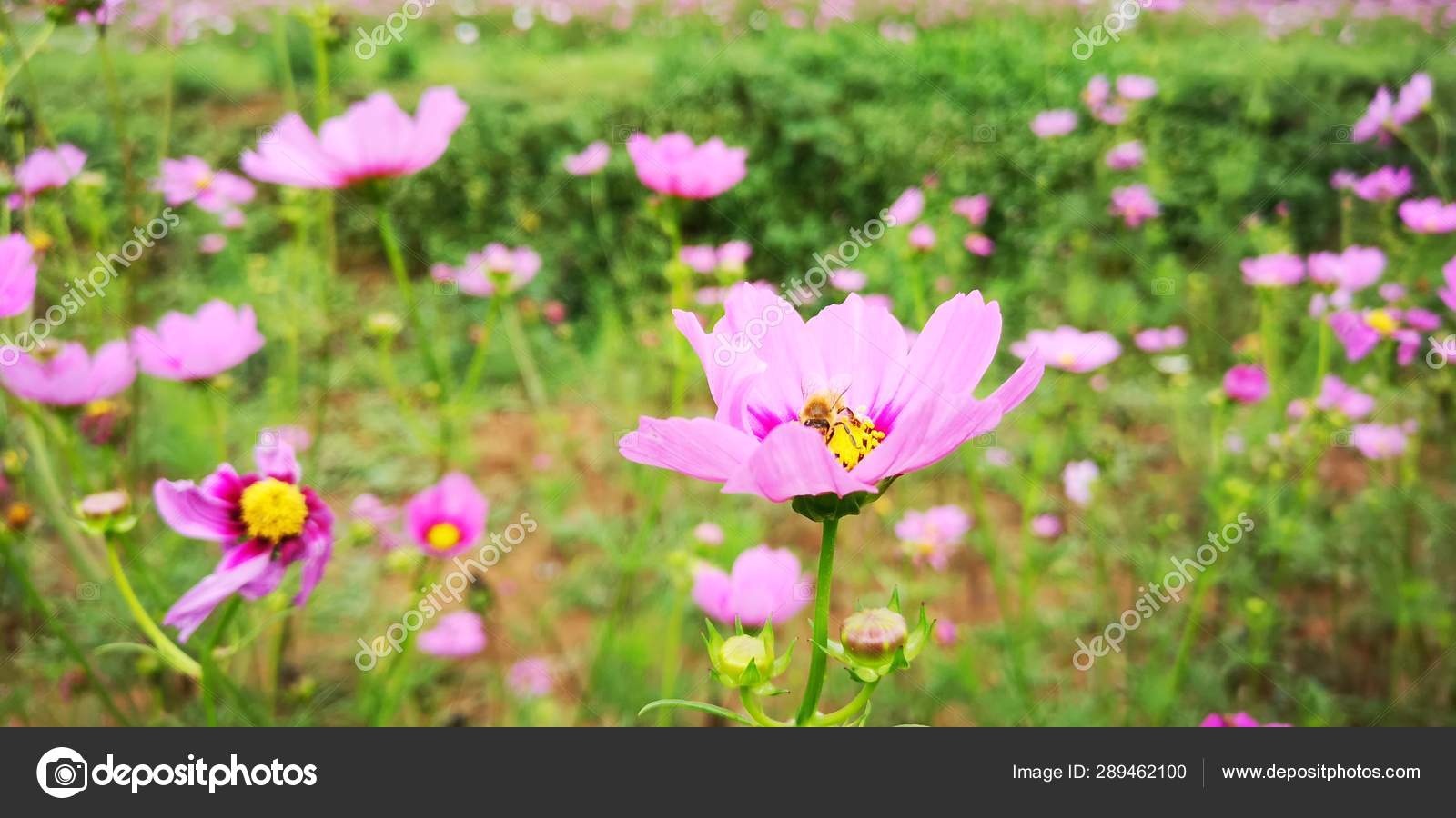 Beautiful Pink Cosmos Flower Garden Stock Photo C Imaginechina Tuchong 289462100
