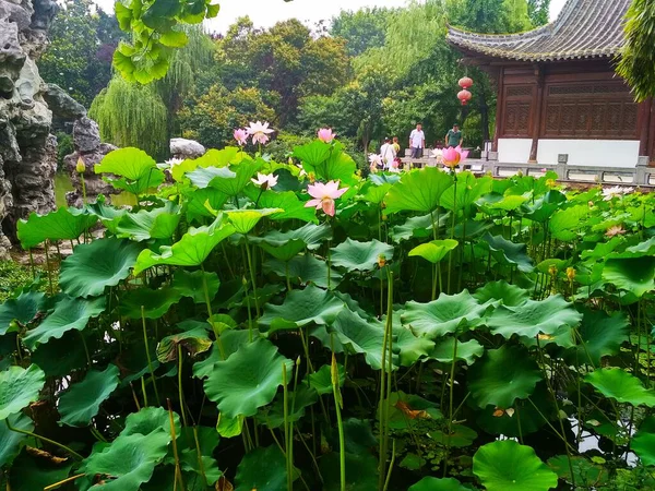Hermoso Jardín Chino Con Flores — Foto de Stock