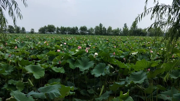 Campo Verde Girasoles — Foto de Stock