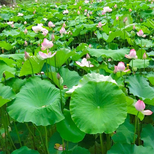 Flor Loto Pétalos Flores Lirio Agua — Foto de Stock