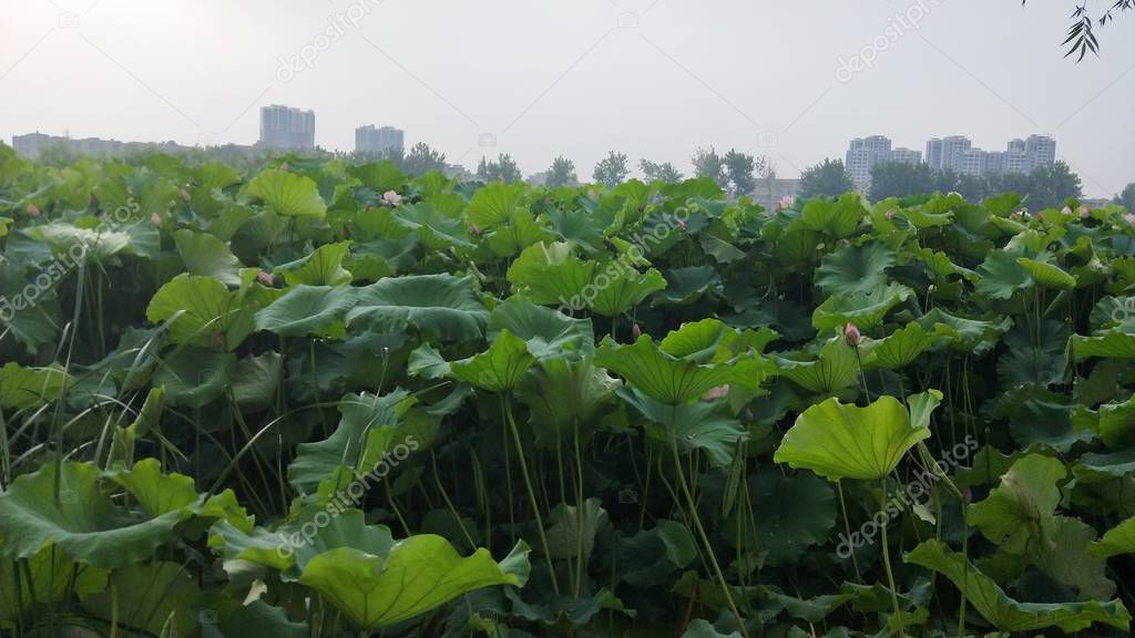 Imaginechina-Tuchong