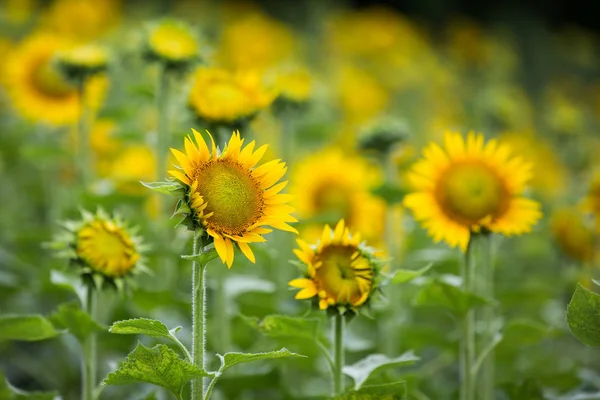 Zonnebloemen Zomer Veld Tuin — Stockfoto