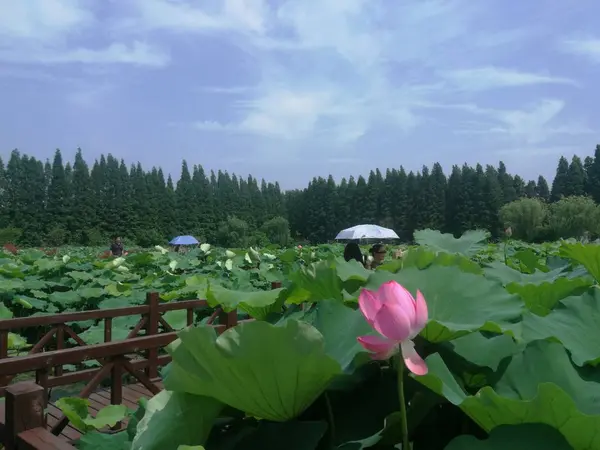 Hermoso Paisaje Con Una Flor Las Montañas — Foto de Stock