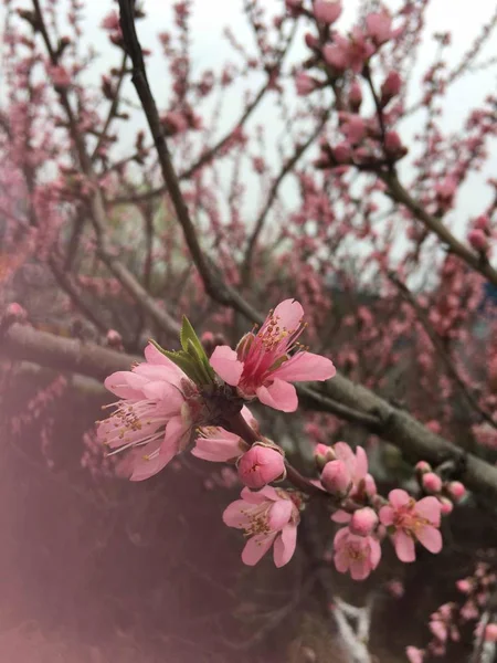 Mooie Bloemen Van Bloeiende Kersenboom — Stockfoto