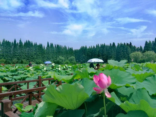 Flor Verde Jardín — Foto de Stock