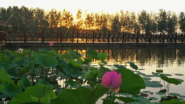 Flor Loto Floreciendo Lago — Foto de Stock