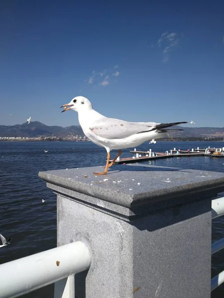 seagull on the sea in the city