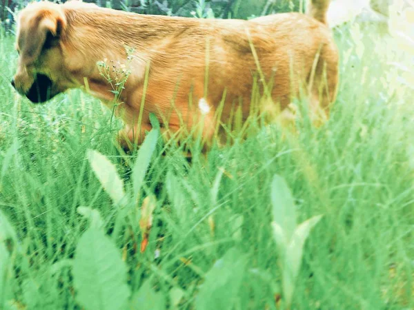 Lindo Perro Campo — Foto de Stock