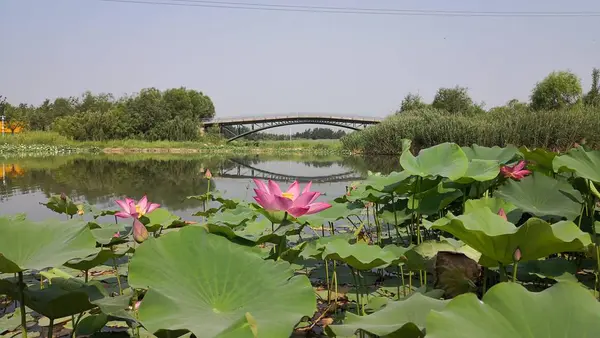 Nenúfar Flor Loto Pétalos Flores Nenúfar — Foto de Stock