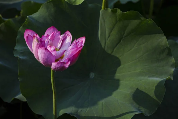 lotus flower, aquatic lotus flower, flowers petals, water lily