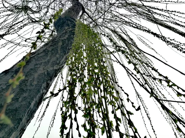 trees branches in forest, flora and nature