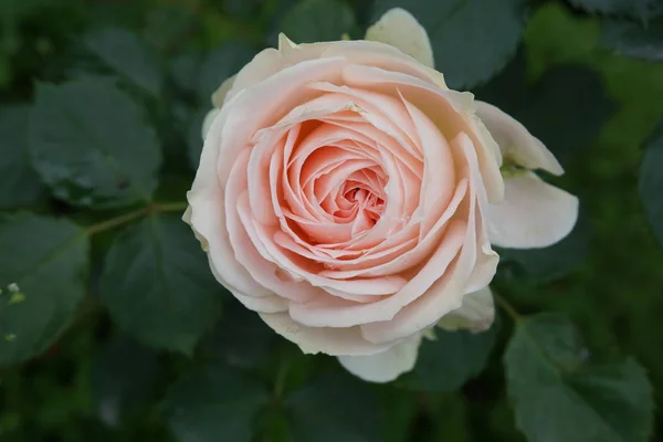 Primer Plano Hermosas Flores Rosas Flor — Foto de Stock