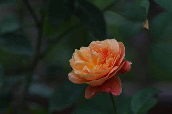 Primer Plano Las Flores Jardín — Foto de Stock