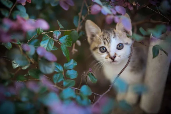 Süße Lustige Flauschige Katze — Stockfoto