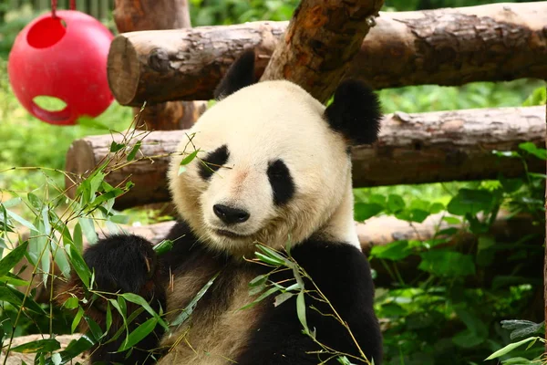 Pandas Fauna Panda Oso Animal Zoológico — Foto de Stock