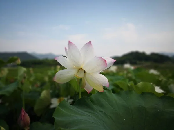 Closeup view of white lily flower