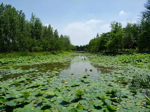 Naturaleza Con Árboles Río — Foto de Stock