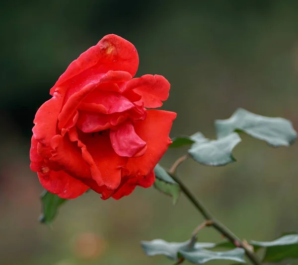 Primer Plano Las Flores Jardín — Foto de Stock