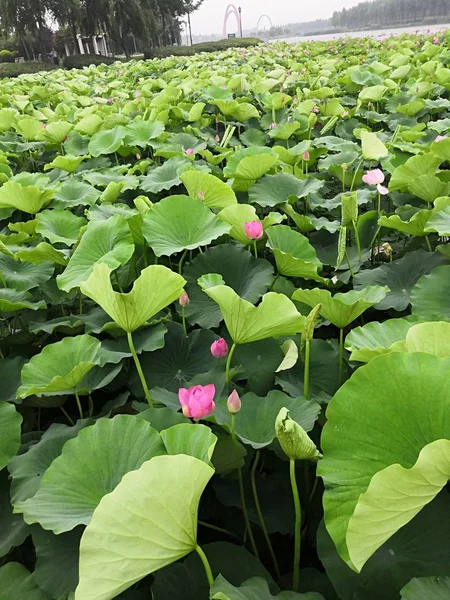 Repollo Verde Que Crece Jardín — Foto de Stock