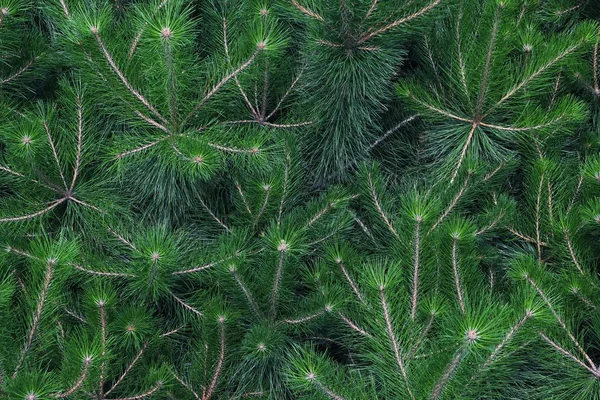 Tannenbaumzweige Auf Grünem Hintergrund — Stockfoto