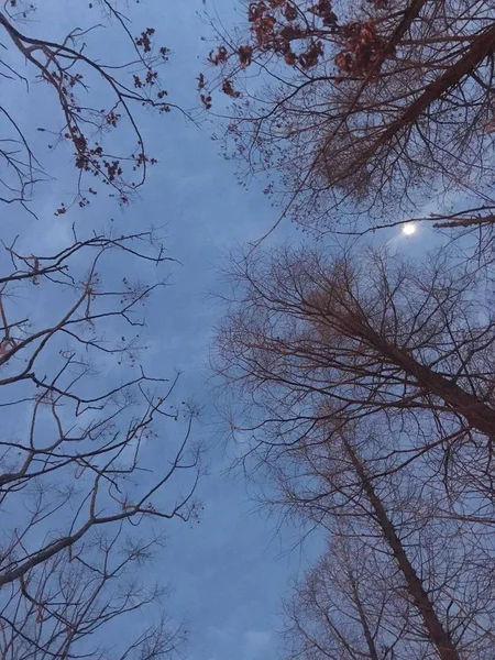 trees branches in forest, flora and nature