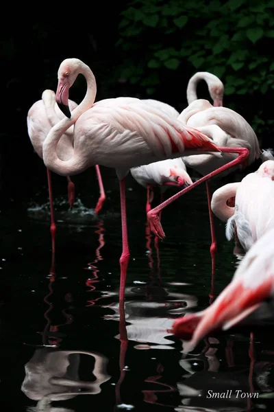 flamingo birds, flora and fauna