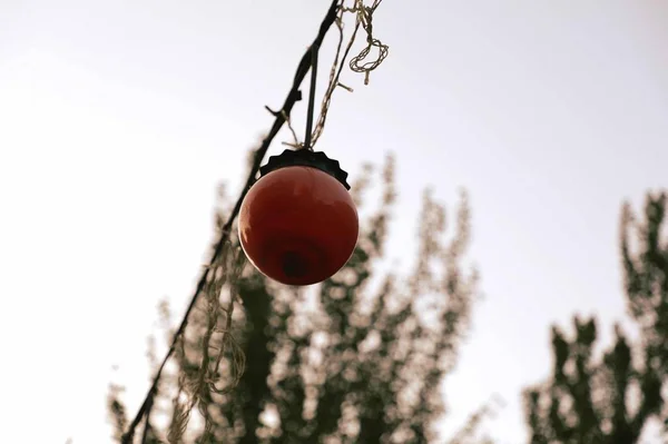 Kırmızı Bir Noel Ağacının Yakınında — Stok fotoğraf