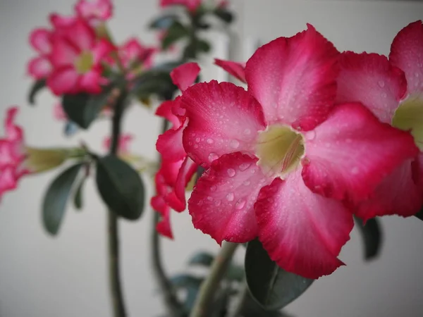 Όμορφο Λουλούδι Χλωρίδα Και Κήπος — Φωτογραφία Αρχείου