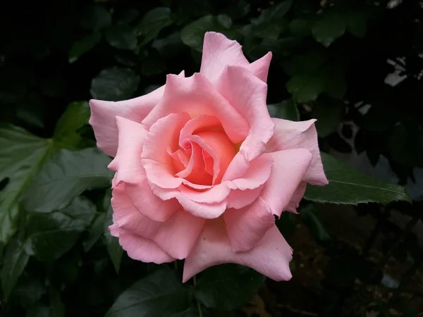 Hermosa Rosa Jardín — Foto de Stock