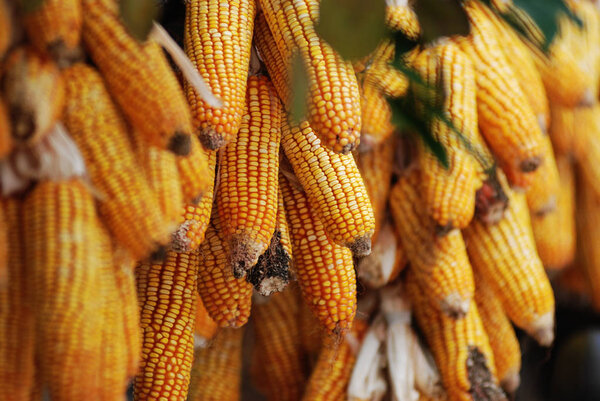 Corn Cobs Market — Stock Photo, Image