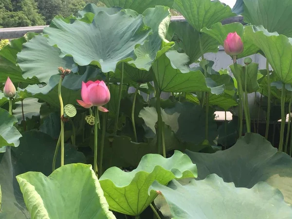 Flor Loto Estanque — Foto de Stock