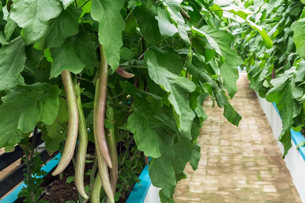 green grape leaves in garden, flora