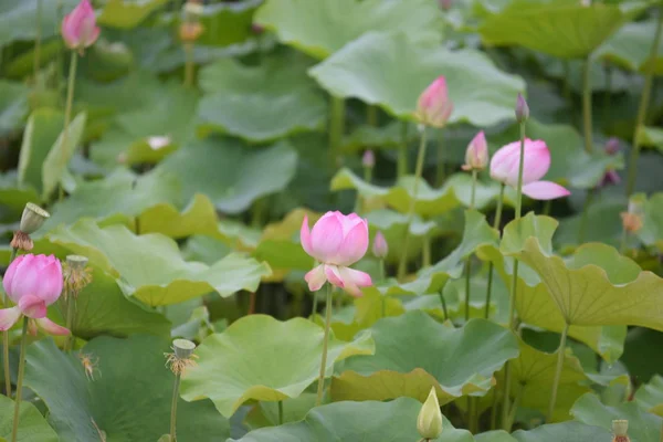 Hermosas Flores Loto Flor Estanque — Foto de Stock