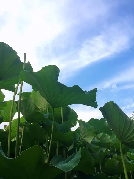 Hojas Verdes Sobre Fondo Cielo Azul — Foto de Stock