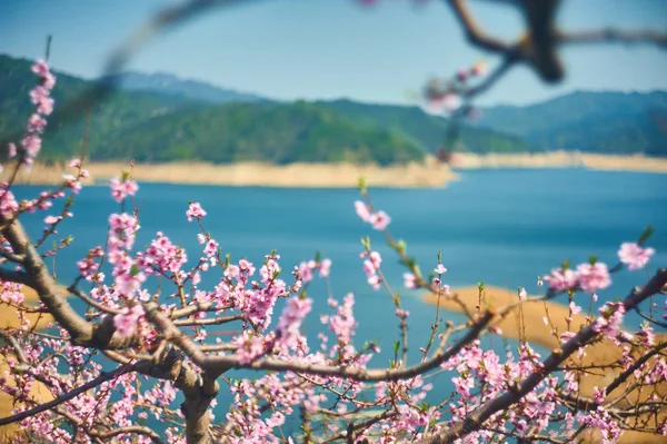 beautiful pink flowers on a background of blue sky