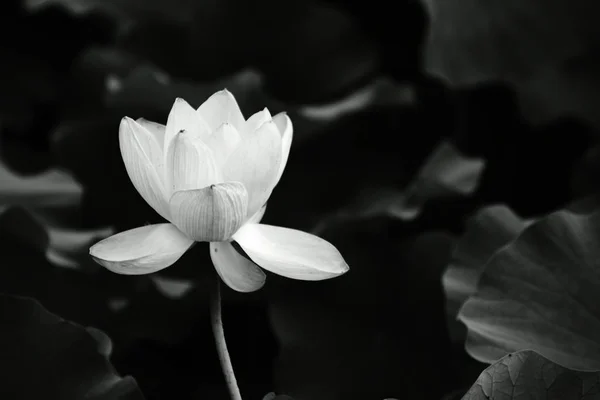 Closeup view of white lily flower in black and white