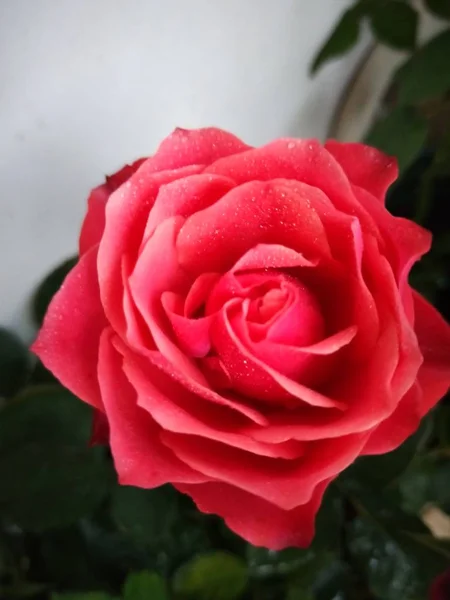 Primer Plano Hermosas Flores Rosas Flor — Foto de Stock