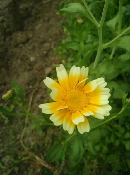 Hermosas Flores Amarillas Pétalos Jardín — Foto de Stock