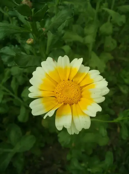 Hermosas Flores Amarillas Pétalos Jardín — Foto de Stock