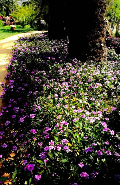 Hermosas Flores Jardín —  Fotos de Stock