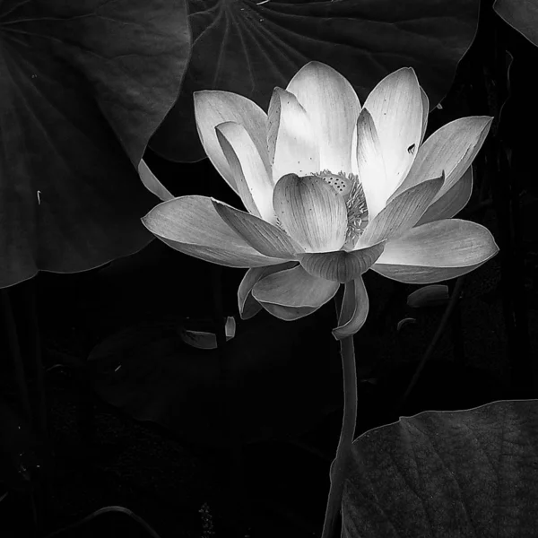 lotus flower in black and white