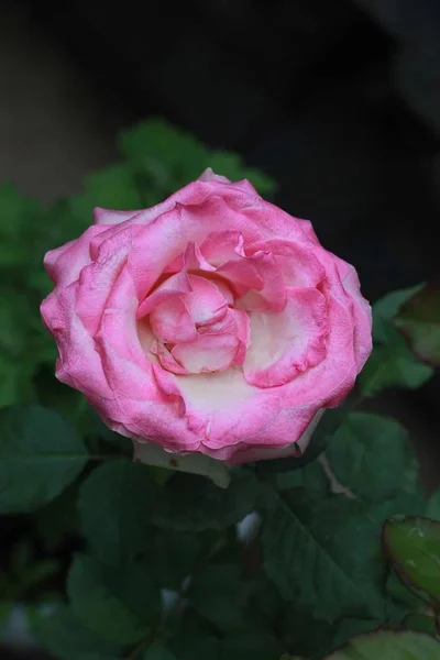 Primer Plano Hermosas Flores Rosas Flor — Foto de Stock