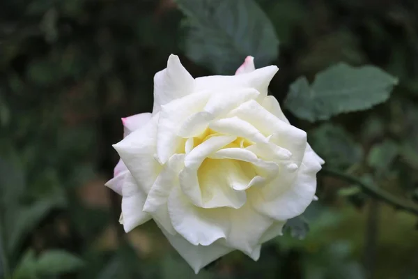 Hermosa Flor Pétalos Flores Foto Floral — Foto de Stock