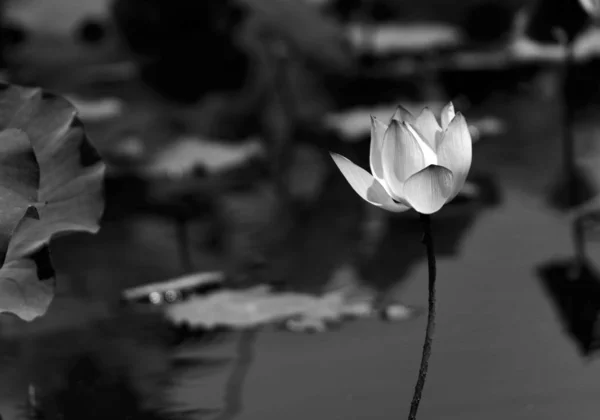 lotus flower in black and white
