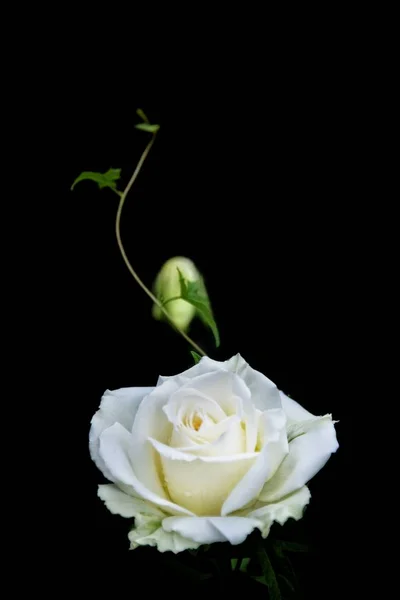 Vackra Rosor Blommor Kronblad — Stockfoto